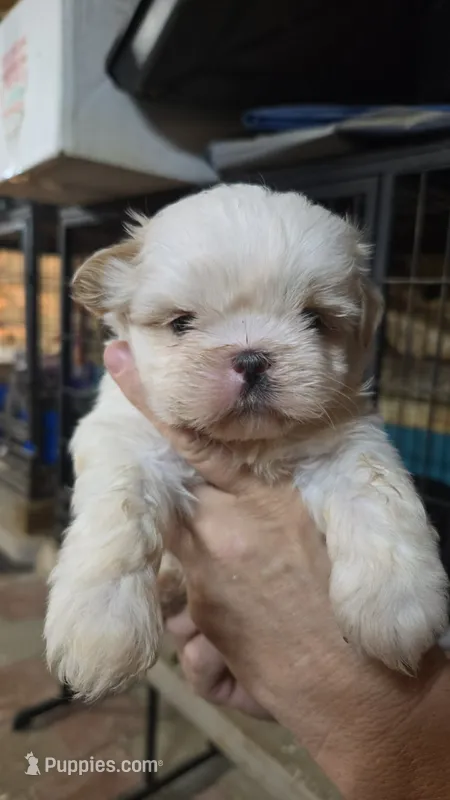 Shih M2 – Shih Tzu puppy for sale in Texarkana, TX