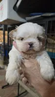 Shih M2, a male Shih Tzu for sale in Texarkana, TX – 1 of 2