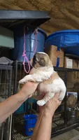 Boy 3, a male Shih Tzu for sale in Texarkana, TX – 2 of 4