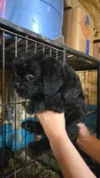 Boy 1, a male French Bulldog and Shih Tzu for sale in Texarkana, TX – 2 of 4
