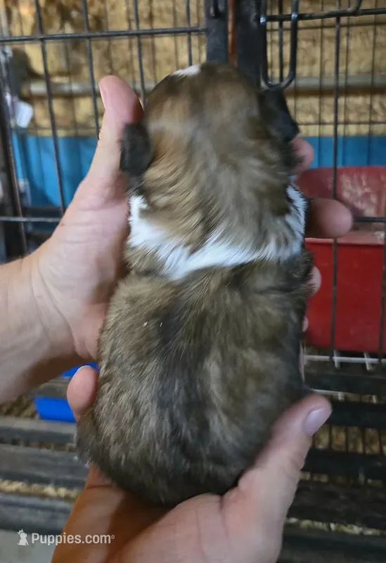 Shih-tzu F3 No Tail – Shih Tzu puppy for sale in Texarkana, TX
