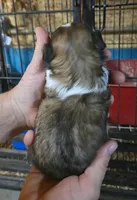 Shih-tzu F3 No Tail, a female Shih Tzu for sale in Texarkana, TX – 1 of 3