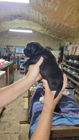 Boy 2, a male French Bulldog and Shih Tzu for sale in Texarkana, TX – 2 of 2