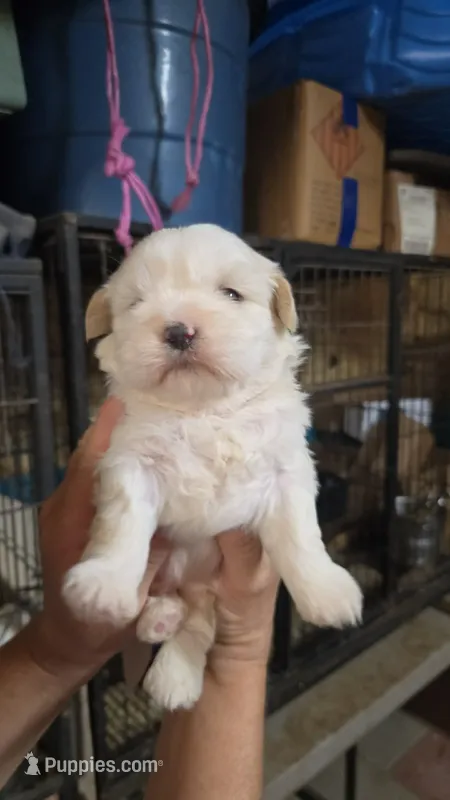Shih 2 – Shih Tzu puppy for sale in Texarkana, TX