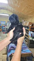 Boy 1, a male French Bulldog and Shih Tzu for sale in Texarkana, TX – 2 of 2