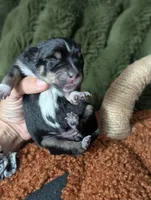 Pup Noir, a female Australian Kelpie for sale in Hempstead, TX – 4 of 6
