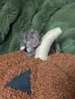 Pie, a female Australian Kelpie for sale in Hempstead, TX – 6 of 6
