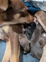 Sausage, a female Australian Kelpie for sale in Hempstead, TX – 4 of 5