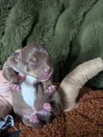 Spot , a female Australian Kelpie for sale in Hempstead, TX – 6 of 6