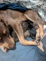 Pup Noir, a female Australian Kelpie for sale in Hempstead, TX – 5 of 6