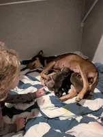 Sausage, a female Australian Kelpie for sale in Hempstead, TX – 3 of 5