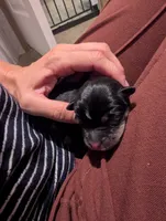 Pup Noir, a female Australian Kelpie for sale in Hempstead, TX – 3 of 6