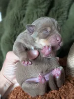 Sausage, a female Australian Kelpie for sale in Hempstead, TX – 2 of 5