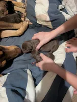 Pie, a female Australian Kelpie for sale in Hempstead, TX – 5 of 6