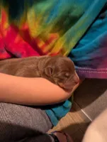 Pie, a female Australian Kelpie for sale in Hempstead, TX – 2 of 6