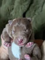 Spot , a female Australian Kelpie for sale in Hempstead, TX – 3 of 6