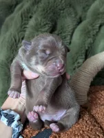 Pie, a female Australian Kelpie for sale in Hempstead, TX – 3 of 6
