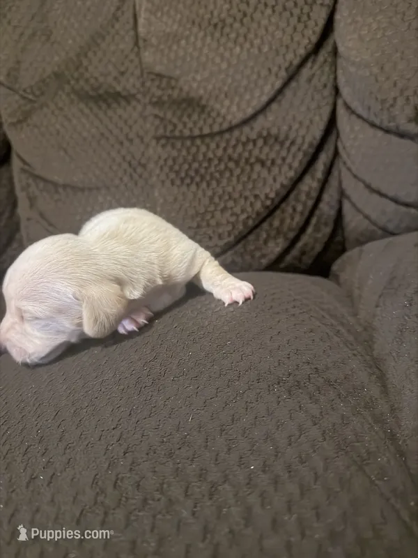 Bear – Miniature Dachshund puppy for sale in Bolivar, MO