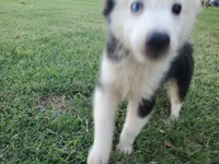 Panda, a male Miniature Australian Shepherd for sale in Chappell Hill, TX – 6 of 6