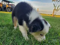 Panda, a male Miniature Australian Shepherd for sale in Chappell Hill, TX – 2 of 6