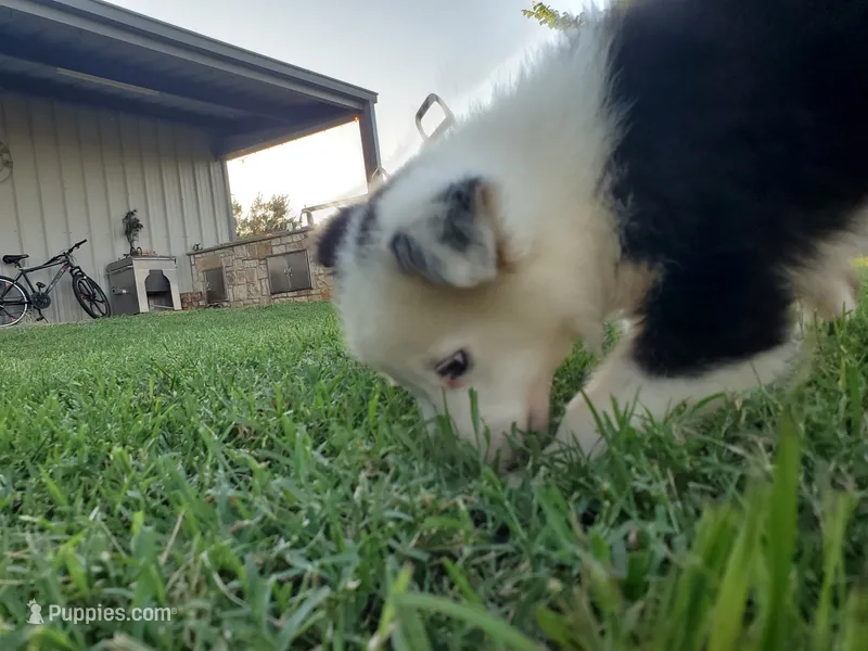 Panda, a male Miniature Australian Shepherd for sale in Chappell Hill, TX – 1 of 6