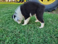 Panda, a male Miniature Australian Shepherd for sale in Chappell Hill, TX – 4 of 6