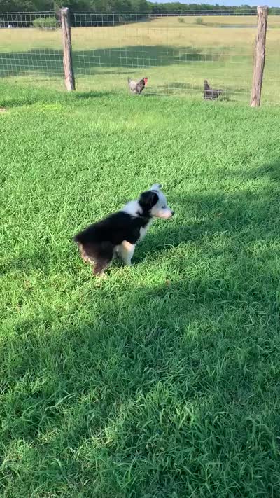 Panda, a male Miniature Australian Shepherd for sale in Chappell Hill, TX – 8 of 8