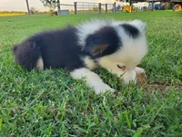 Panda, a male Miniature Australian Shepherd for sale in Chappell Hill, TX – 3 of 6