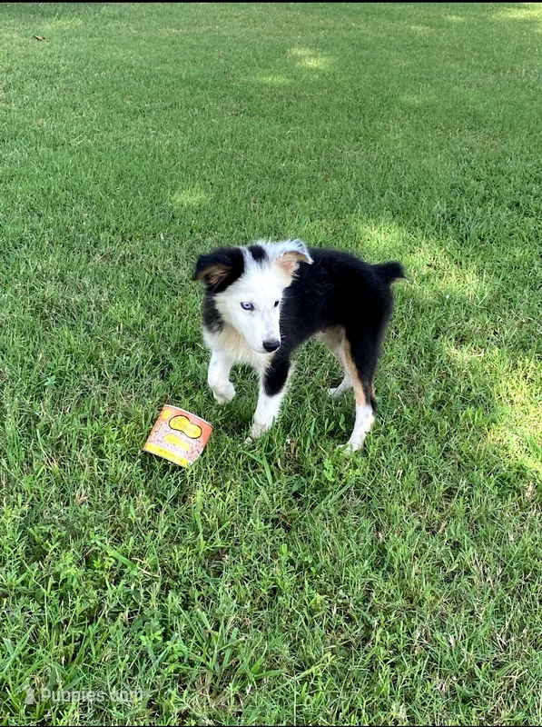Panda – Miniature Australian Shepherd puppy for sale in Chappell Hill, TX