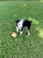 Panda, a male Miniature Australian Shepherd for sale in Chappell Hill, TX – 1 of 8