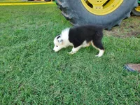 Panda, a male Miniature Australian Shepherd for sale in Chappell Hill, TX – 5 of 6