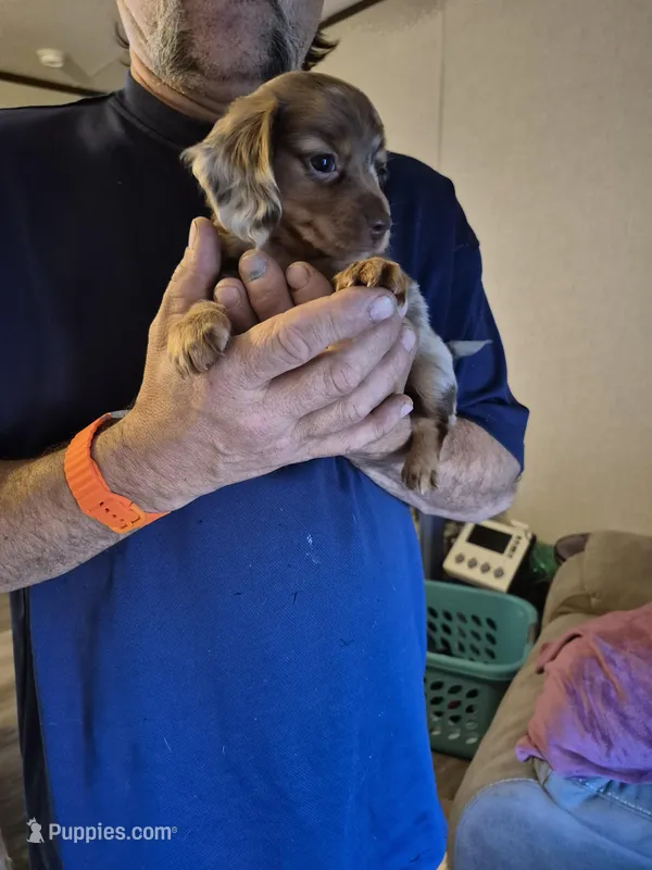 Cookie – Miniature Dachshund puppy for sale in Canyon, TX