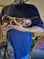 Cookie, a female Miniature Dachshund for sale in Canyon, TX – Photo 3 of 3