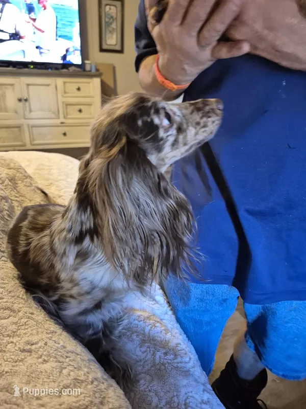 Cookie, a female Miniature Dachshund for sale in Canyon, TX – Photo 1 of 3