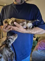 Cookie, a female Miniature Dachshund for sale in Canyon, TX – Photo 2 of 3