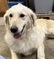 Green Collar, a female Golden Retriever for sale in Gridley, KS – 2 of 3