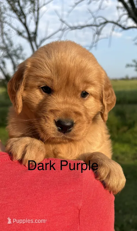Piper – Golden Retriever puppy for sale in Gridley, KS