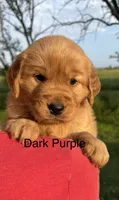 Piper, a female Golden Retriever for sale in Gridley, KS – 1 of 4