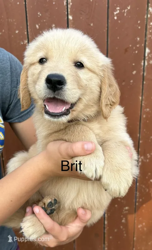 Brit – Golden Retriever puppy for sale in Gridley, KS