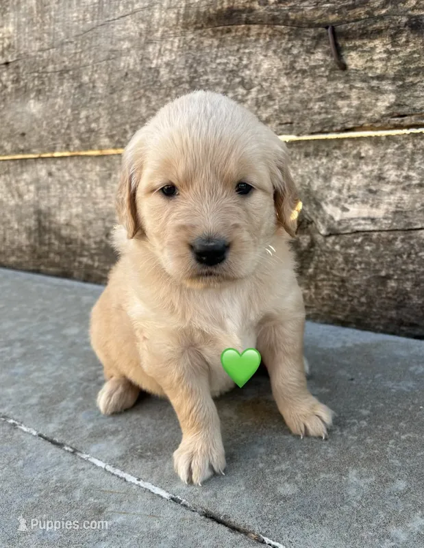 Green Collar – Golden Retriever puppy for sale in Gridley, KS