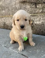Green Collar, a female Golden Retriever for sale in Gridley, KS – 1 of 3