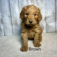 Otis, a male Goldendoodle for sale in Gridley, KS – Photo 2 of 2