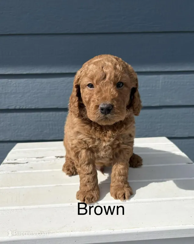 Otis, a male Goldendoodle for sale in Gridley, KS – Photo 1 of 2