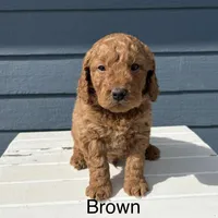 Otis, a male Goldendoodle for sale in Gridley, KS – Photo 1 of 2