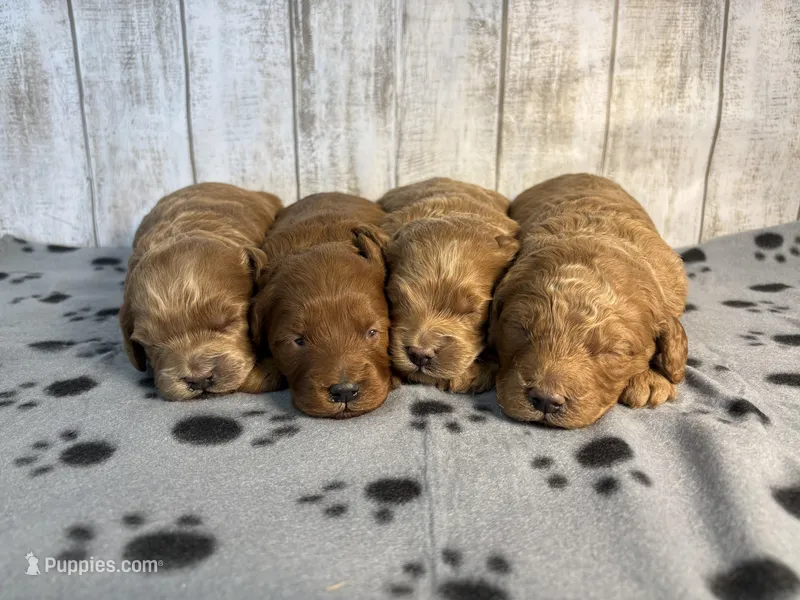 Male 4, a male Goldendoodle for sale in Gridley, KS – Photo 1 of 1