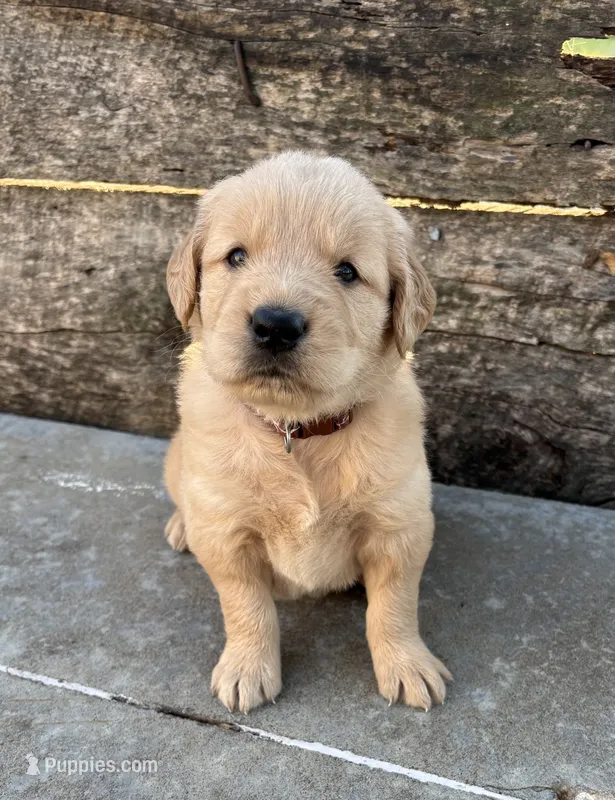 Brown Collar – Golden Retriever puppy for sale in Gridley, KS