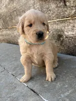 Teal Collar, a female Golden Retriever for sale in Gridley, KS – 1 of 3