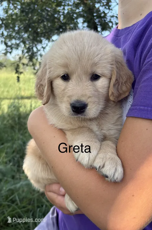 Greta – Golden Retriever puppy for sale in Gridley, KS