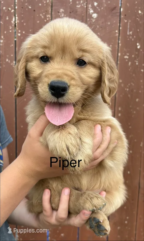 Piper – Golden Retriever puppy for sale in Gridley, KS