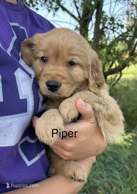 Piper – Golden Retriever puppy for sale in Gridley, KS